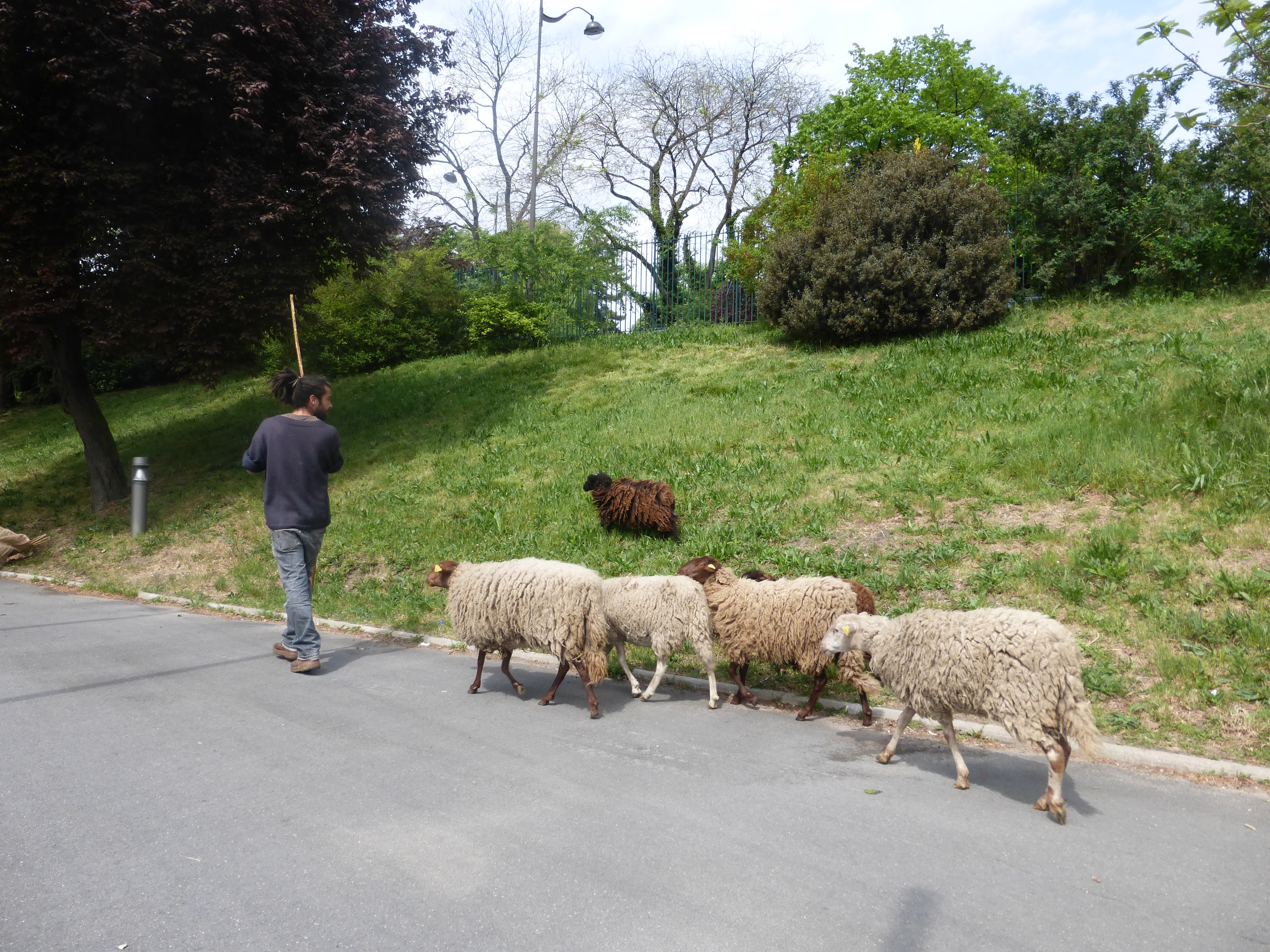Gilles et son troupeau dans Bagnolet. / Photo Claudia Choquet.